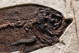 Green River Fossil Fish Mural with Rare Ultrashort-Nose Gar Fish #370577-5